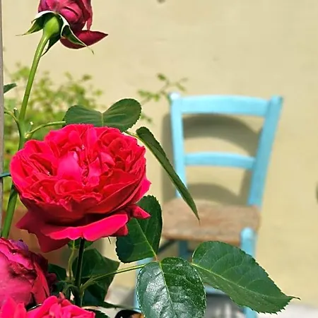 B&B Lady Cocca-2